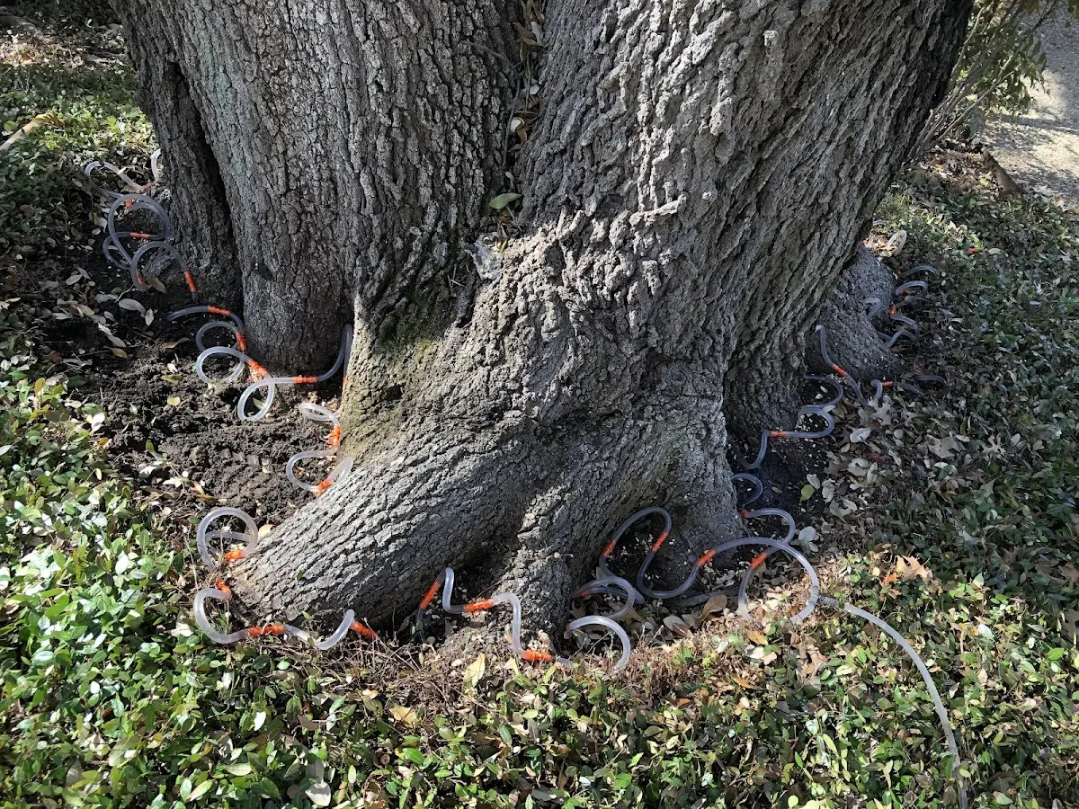 Detailed Tree Cabling and Bracing job site in Scott Depot